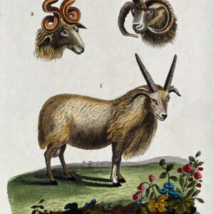 Aries/Rawpixel